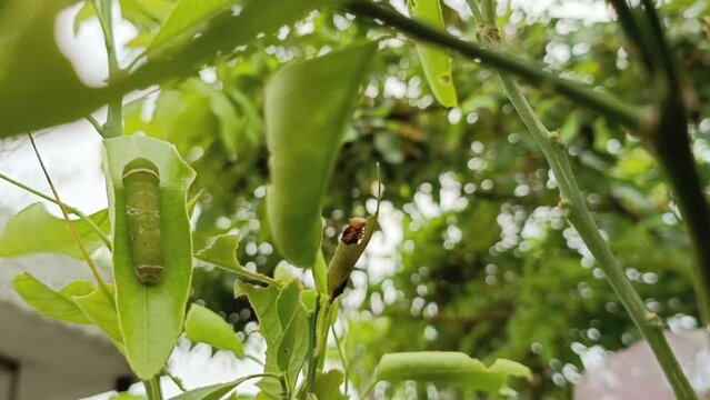 larva papilio memnon hide in a lime leaves