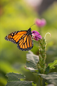 monarch butterfly on a pink flower