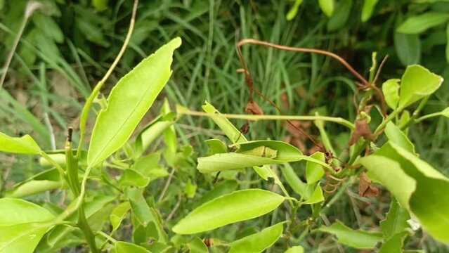 larva papilio memnon hide in a lime leaves
