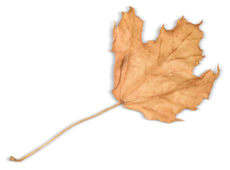 Fallen Maple Leaf in Autumn Isolated on White Background with Clipping Path