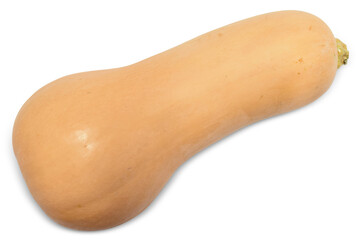 Butternut Squash Isolated - Autumn