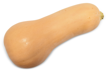 Butternut Squash Isolated - Autumn