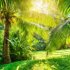shiny sunlight in an idyllic green palm garden, tropical vegetation background banner with copy space for travel, holidays and vacation