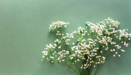 Small white gypsophila flowers on pastel green background. Women_s Day, Mother_s Day, Valentine_s Day, Wedding concept. Flat lay. Top view. Copy space