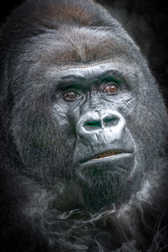 close-up face of a male gorilla