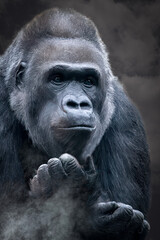 portrait of a gorilla in fog