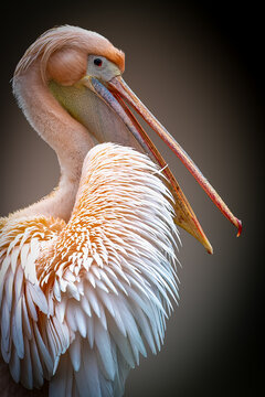 close-up portrait of a pelican standing in the sun