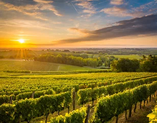 Fotobehang Sunset landscape bordeaux wineyard france © yahan balch