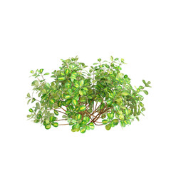 3d illustration of Coprosma repens bush isolated on transparent background