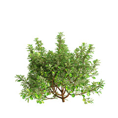3d illustration of Coprosma repens bush isolated on transparent background