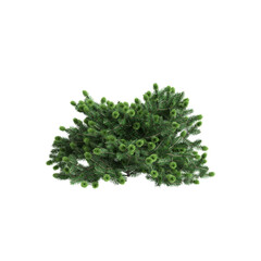 3d illustration of Abies balsamea bush isolated on transparent background