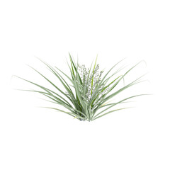 3d illustration of Astelia banksii bush isolated on transparent background