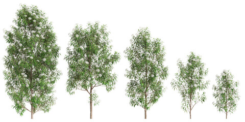 3d illustration of set Backhousia citriodora tree isolated on transparent background