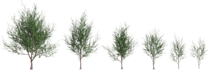 3d illustration of set Casuarina equisetifolia tree isolated on transparent background