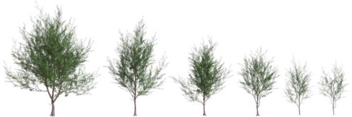 Foto op Aluminium 3d illustration of set Casuarina equisetifolia tree isolated on transparent background © TrngPhp