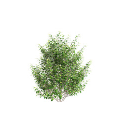 3d illustration of Olearia paniculata tree isolated on transparent background