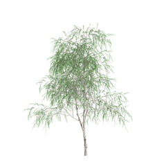 3d illustration of Schinus molle tree isolated on transparent background