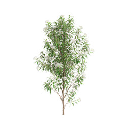 3d illustration of Backhousia citriodora tree isolated on transparent background