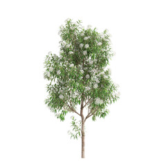 3d illustration of Backhousia citriodora tree isolated on transparent background