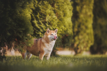 a dog of the Shiba Inu breed. The dog is in the park. Shiba inu in nature.