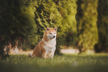 a dog of the Shiba Inu breed. The dog is in the park. Shiba inu in nature.