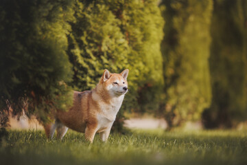 Naklejka na ściany i meble a dog of the Shiba Inu breed. The dog is in the park. Shiba inu in nature.