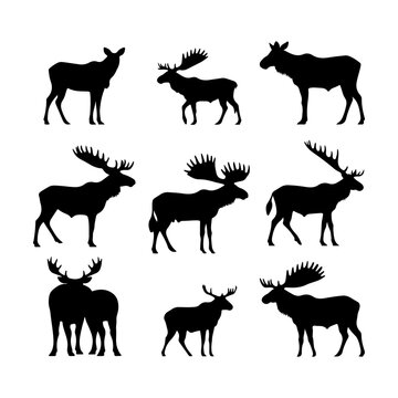 
Moose black silhouette on a white background. Moose unique icons vector and illustration