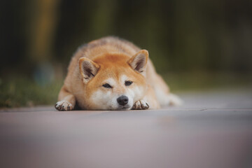 a dog of the Shiba Inu breed. The dog is in the park. Shiba inu in nature.