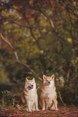 a dog of the Shiba Inu breed. The dog is in the park. Shiba inu in nature.