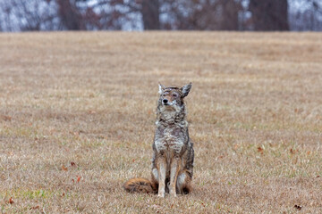 Fototapeta premium A Coyote Stiing in a Prairie