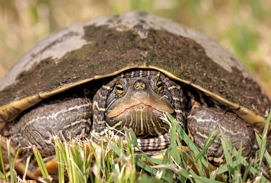 Close-up of a  Northern Map Turtle