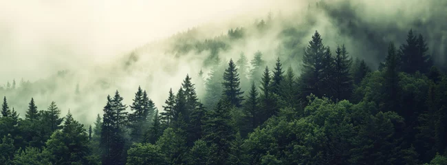 Fototapeten Misty landscape of a spruce forest © SwiftCraft
