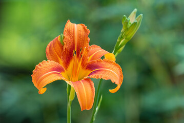 Orange daylily flower and unopened buds in garden on summer day - 709946406