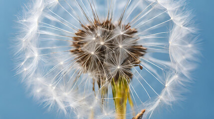 Dandelion Fluff in Focus: Detailed Close-Up on a Blue Canvas