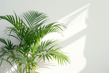 Fototapeta na wymiar palm tree leaves on a white 