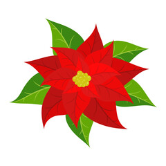 Red poinsettia flower. Vector illustration.