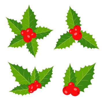 Holly, branches with berries and leaves. Mistletoe set. Christmas decorations. Vector illustration.