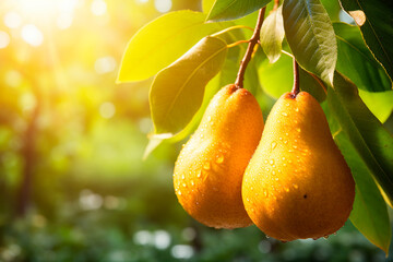 Two yellow pears on a branch, orchard, background