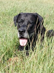 Portrait d'un beau chien noir allongé dans un champ