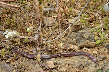 Türkische Netzwühle // Turkish worm lizard (Blanus strauchi) - Dadia, Türkei
