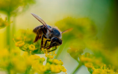 Cape honey bee (Apis mellifera capensis) feeding on fennel flowers.