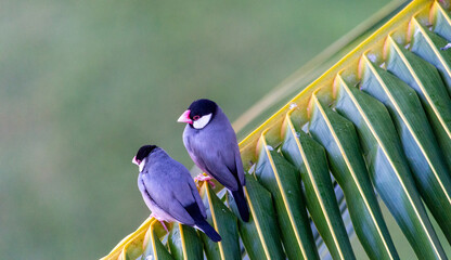 Java Sparrow perched on a palm frond