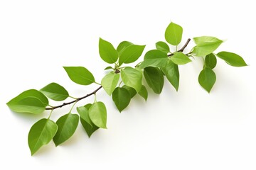 Isolated Green Leaves on a Branch: Vibrant Foliage Against a Clean White Background