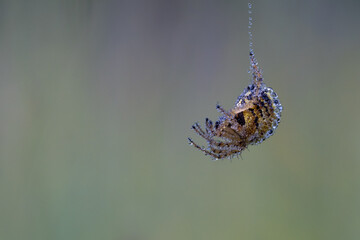 Spider covered in morning dew hanging on a single thread of spider silk