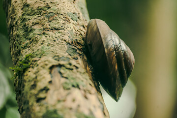 Nature's Embrace - A serene moment captured in the heart of a lush forest, where a brown snail clings gracefully to the rugged bark of an aged tree, exemplifying the silent yet profound interactions w