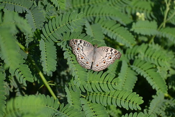 Grey Pancy Butterfly is seen spreading its wings on the green leaves of a shrub