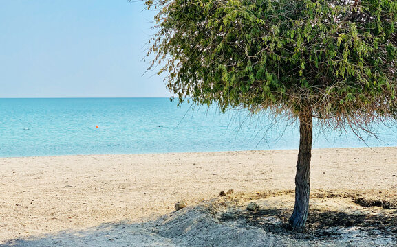 Sir Bani Yas, Island in the United Arab Emirates