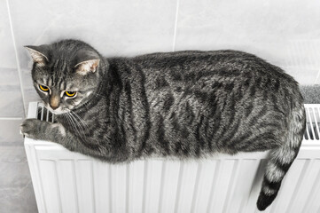 Pretty grey cat lies on the heating battery. - 709954827