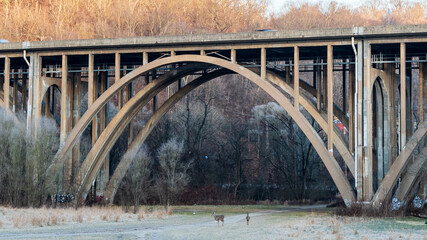 Two whitetail doe deer in a field under the Commercial Street bridge in Frick Park, Pittsburgh, Pennsylvania, USA on a winter day