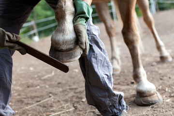 Farrier Preparing With a Rasp Horse's Hoof Before Installing a new Horseshoe - Outdoors Close Up